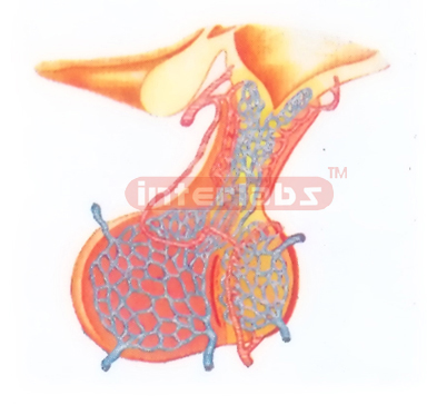 HUMAN BLOOD DISTRIBUTION MODEL OF BRAIN PITUITARY